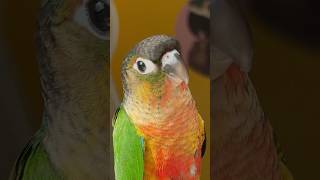 We Will Train a Green Cheek Conure! What color mutation is he? #parrot #bird