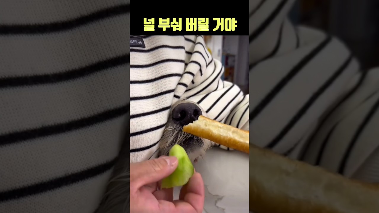 한 번만 더 해 봐! 널 부숴 버릴 거야🔥 #강아지 #간식 #더빙