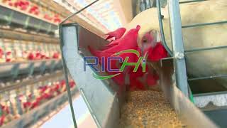 Complete Chicken Feed Pellet Production Line, Turnkey Poultry Feed Mill Plant--RICHI MACHINERY