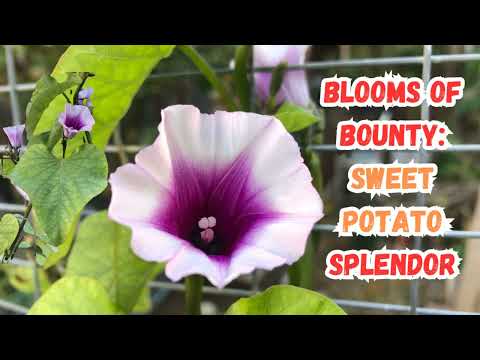 Blooms of Bounty: Sweet Potato Splendor🌸#sweetpotato #sweetpotatoes #flowers #BloomingBeauty #garden