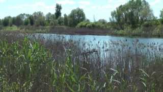 preview picture of video 'Озеро в деревне Медовка. Вид со стороны деревни.'
