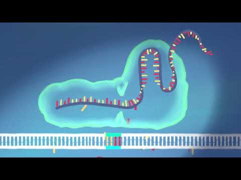 CRISPR/Cas - die Gen-Revolution