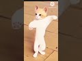 Meow Jiske Dole Shole Trending
