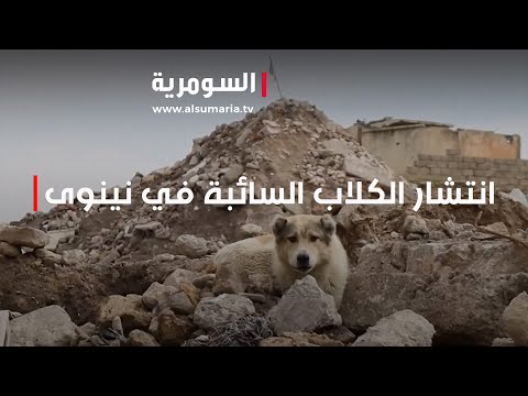 شاهد بالفيديو.. الكلاب السائبة تنتشر داخل الأحياء السكنية في نينوى