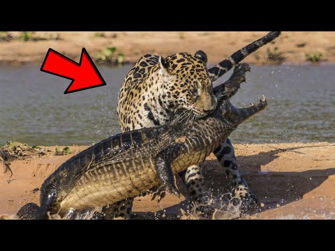 10 Strongest Predators in the Wild