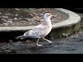 Musical Seagull In McDonald S Parking Lot