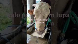 Download lagu Malah raup leh leeee…… raimu kui lhooo mp3