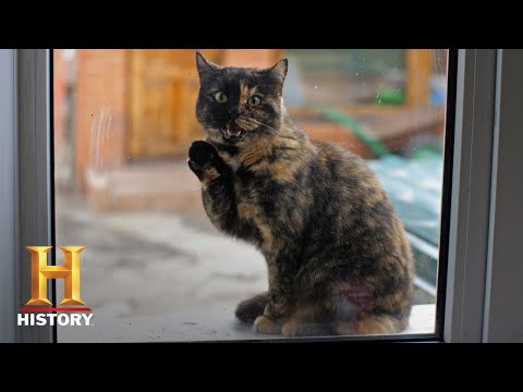 The UnXplained: Cats Use PSYCHIC TRACKING to Follow Humans (Season 1) | History