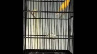 Download lagu Suara burung kenari sunkist kalitan gacor mp3