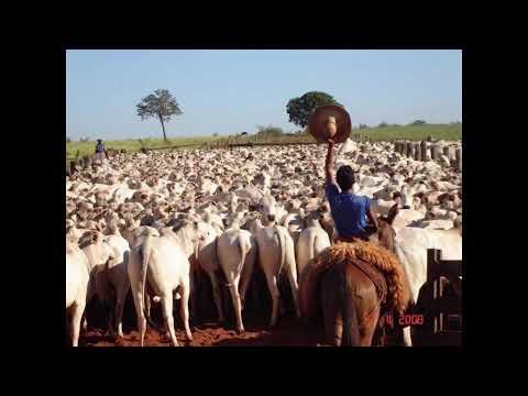 Programa: Caminho da Roça - 03/08/26 - Parte 1 - Apresentação: Paulinho