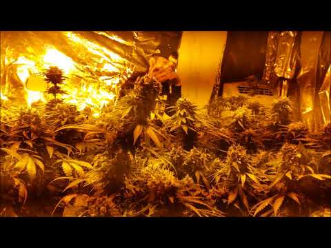 Jodido Velezano - Fumar Y Alcohol