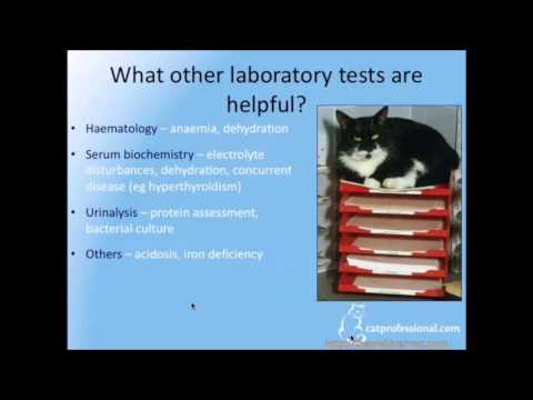Successful Long Term Care of Cats with Kidney Problem Part 2
