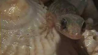preview picture of video 'Maritime geckos and scorpions in Paracas'