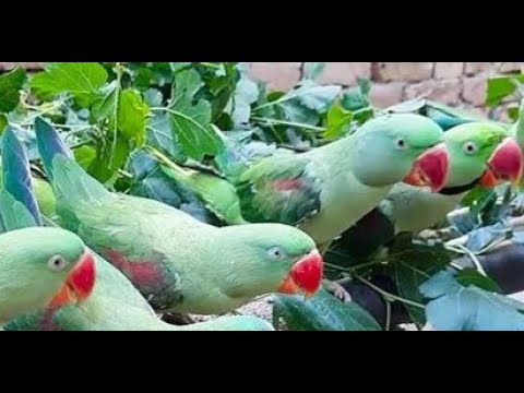 Parrots