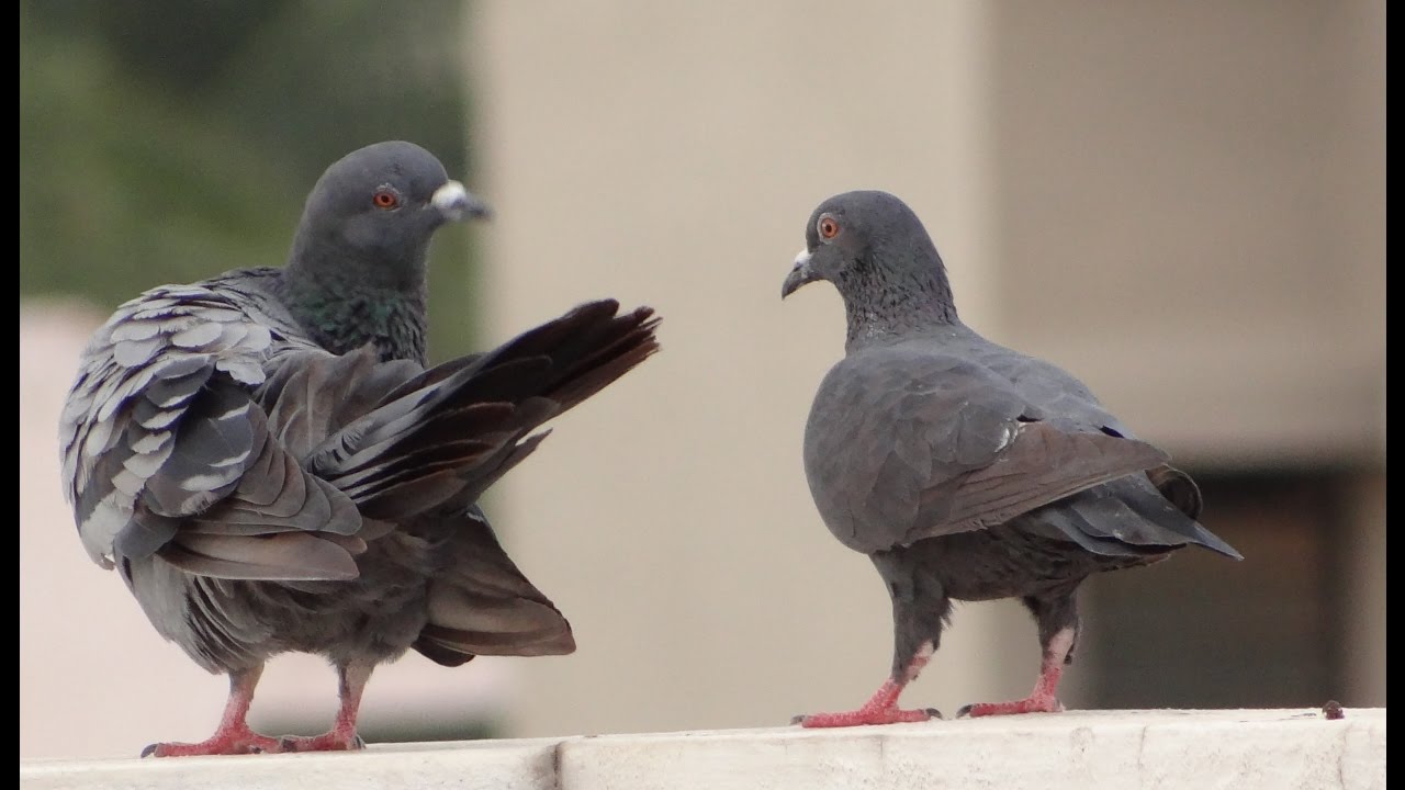 Pigeon Problem Solved with Nixalite Bird Spikes