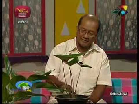 Mahinda dissanayake Nugasewana anthurium