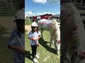 My dream has come true! A real unicorn at the farm 🦄