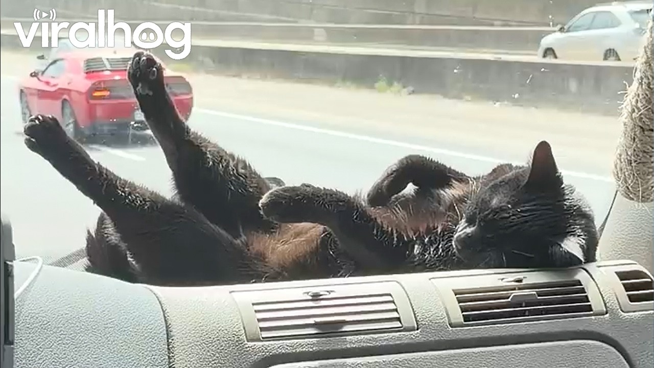 Black Cat Relaxing on Truck Dashboard During Drive || ViralHog