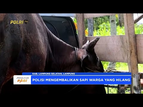 POLRES LAMPUNG SELATAN KEMBALIKAN SAPI WARGA YANG HILANG
