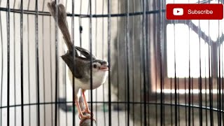 Download lagu Edaaan!!! Ciblek Sawah Gacor NGEBREN PANJANG, Jeda Rapat || Untuk Pancingan Ciblek Sawah Muda mp3