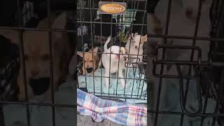 Video preview image #1 Chihuahua-Unknown Mix Puppy For Sale in Wakefield, RI, USA