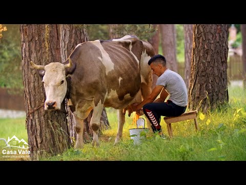 Casa Vale • special holiday rentals at the Carpathian foothills near Sibiu, Transylvania, Romania