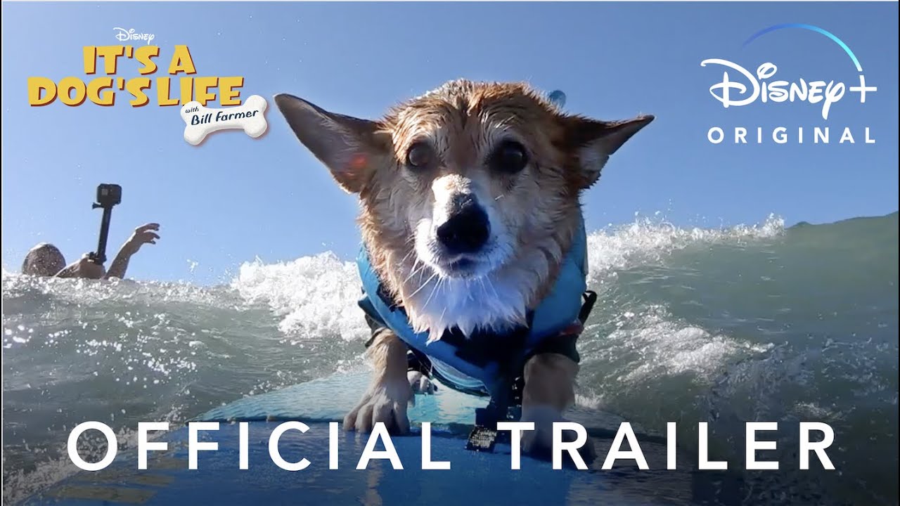 It’s A Dog’s Life | Official Trailer | Disney+