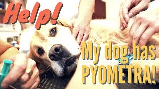 Natural Remedies for Pyometra in Dogs