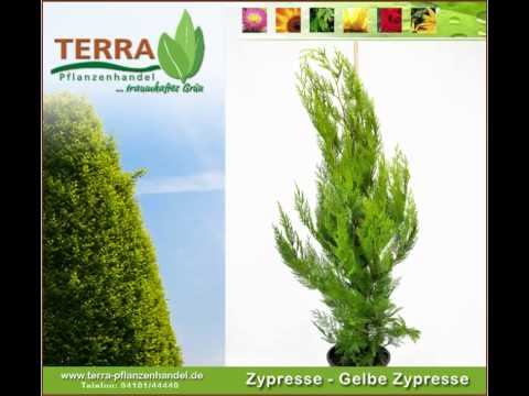 Zypresse