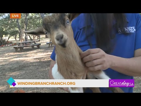 Winding Branch Ranch | Great Day SA - YouTube