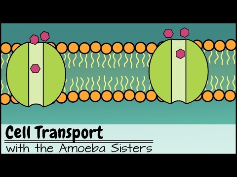 , title : 'Cell Transport