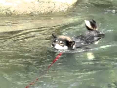 桶后游泳(原發表者:阿寶)(影片)