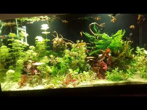 Ludwigia repens rubin, bacopa caroliniana - akwarystyczny bałagan.