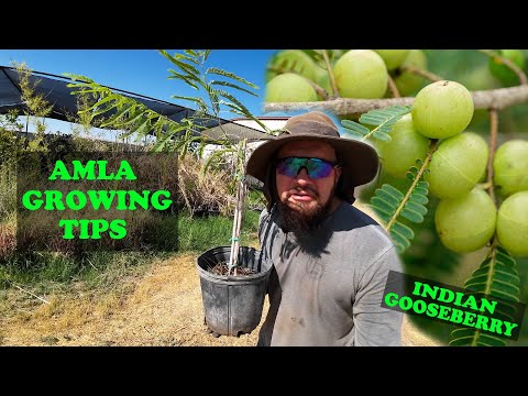 Everything About  Growing AMLA  | Indian GooseBerry The World's Top Superfood!
