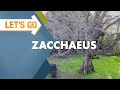 Let's Go: Zacchaeus
