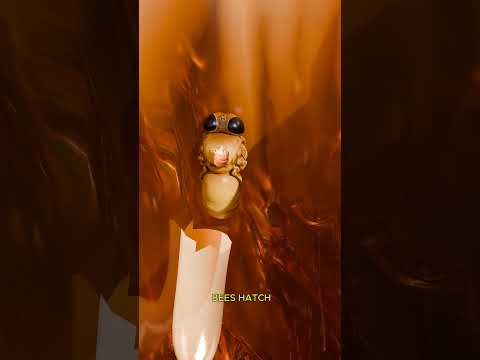 The Biggest Threat to Honey Bees 🐝