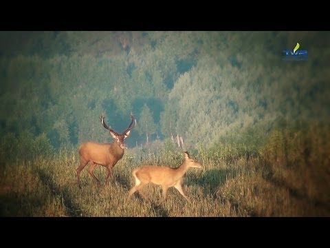 Darz Bór odc  68   Rykowisko