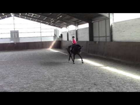 Domenika *2010 www.pferdesportservice.de