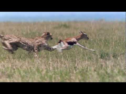 チーター - 最速で走る動物 - 1080 HD