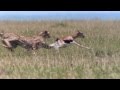 Cheetah Fastest Running Animal 1080 HD
