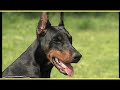 Dobermann - DOBERMANN trailer documentario