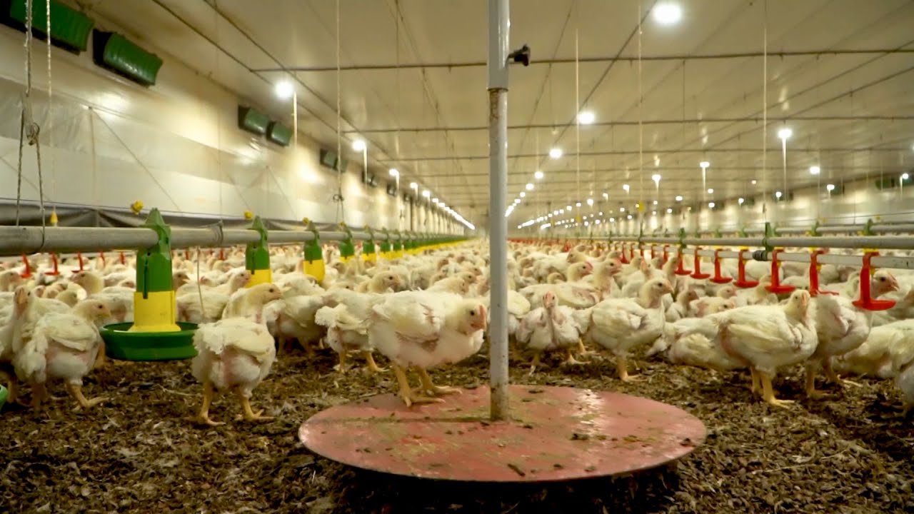 Pesagem automática das aves: Como otimizar o processo e obter uniformidade do lote?