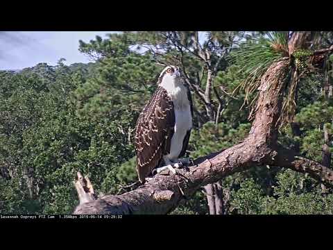 Osprey Fledgling Branches Out In Savannah, Georgia – June 14, 2019