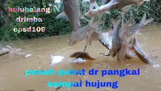 Download lagu gerombolan ikan melanggar pukat banjir..penuh ikan dr pangkal sampai ke hujung. mp3