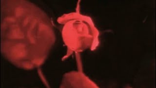 Arca – Piel (HORVS Bootleg)