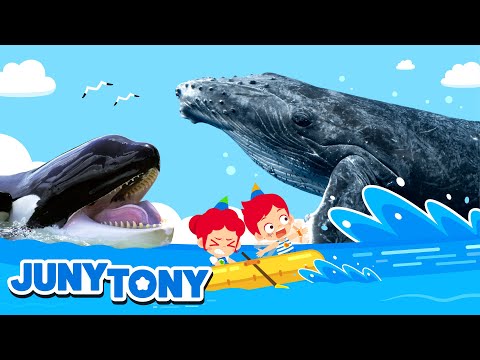 ¡Guau! ¡Ballenas! | Orca, Ballena Azul, Cachalote | Canciones Infantiles | JunyTony en español