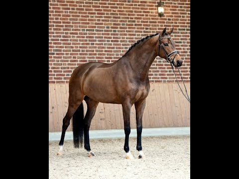 Top quality KWPN mare by Surprice, 2011, M level, FEI & GP prospect FOR SALE