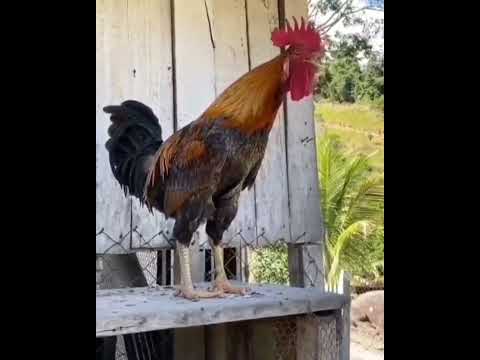 Rooster Crowing Compilation Plus - Rooster crowing sounds Effect 2021 | Animal lover