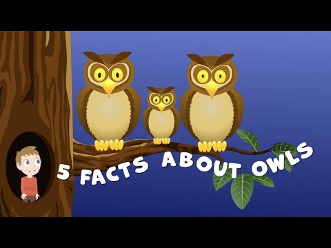 Owl Facts for Kids | Facts about Owls for Kids|Owl Facts |Animal Facts for Kids | Animal Facts |Owls