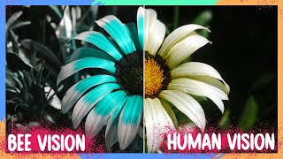 How To See Like An Animal | Get Out There | BBC Earth Kids